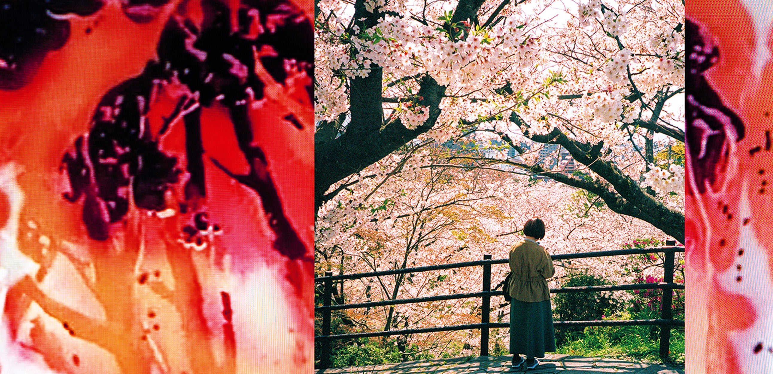 Rencontre / Signature - Cherry Trees