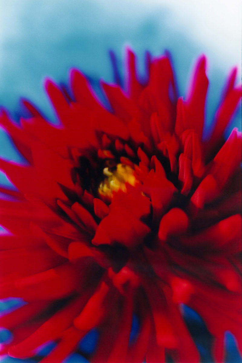 Mika Ninagawa - Mika Ninagawa