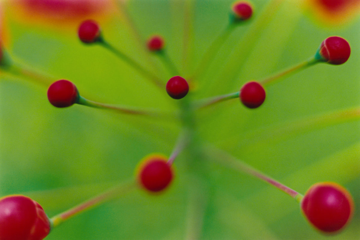 Mika Ninagawa - Mika Ninagawa