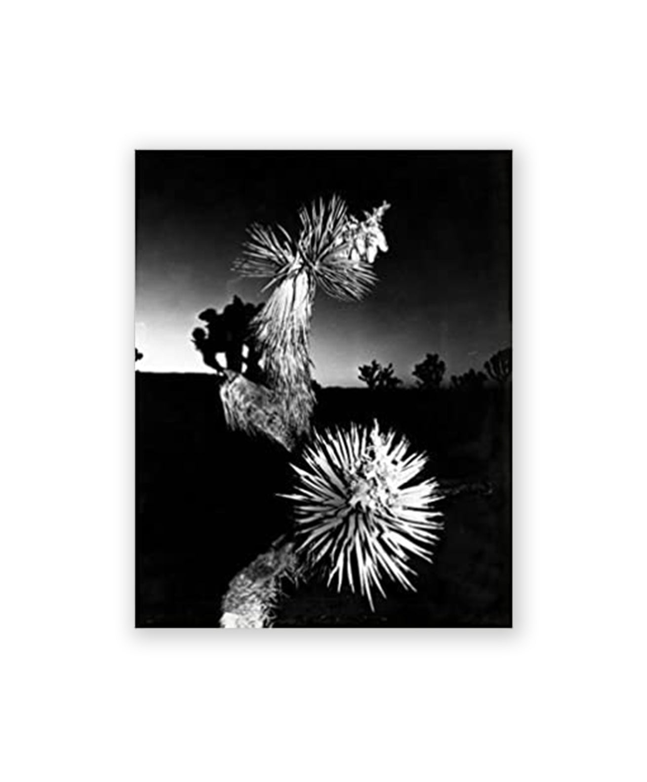 Chris Shaw - Horizon Icons