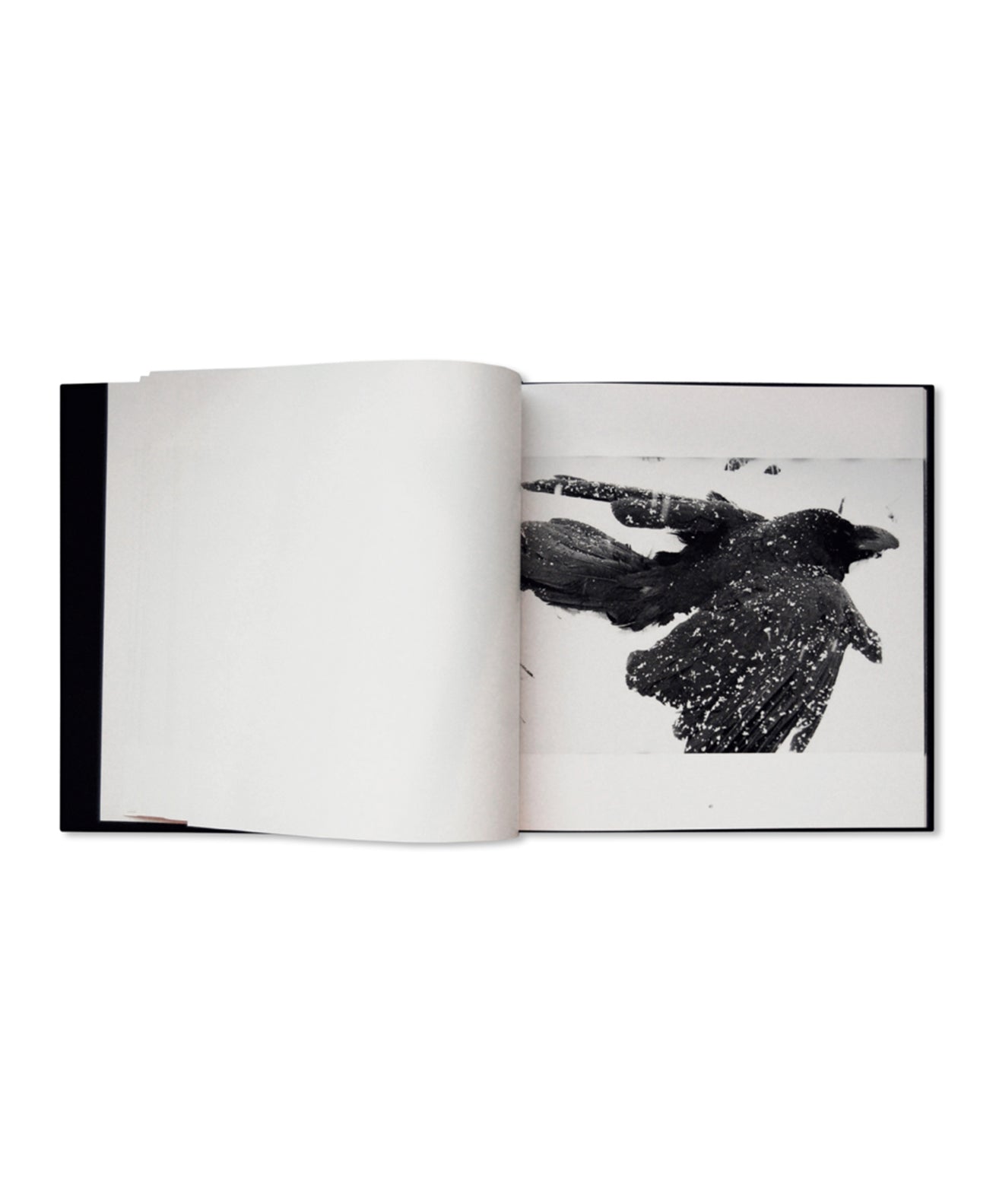 Masahisa Fukase - Ravens