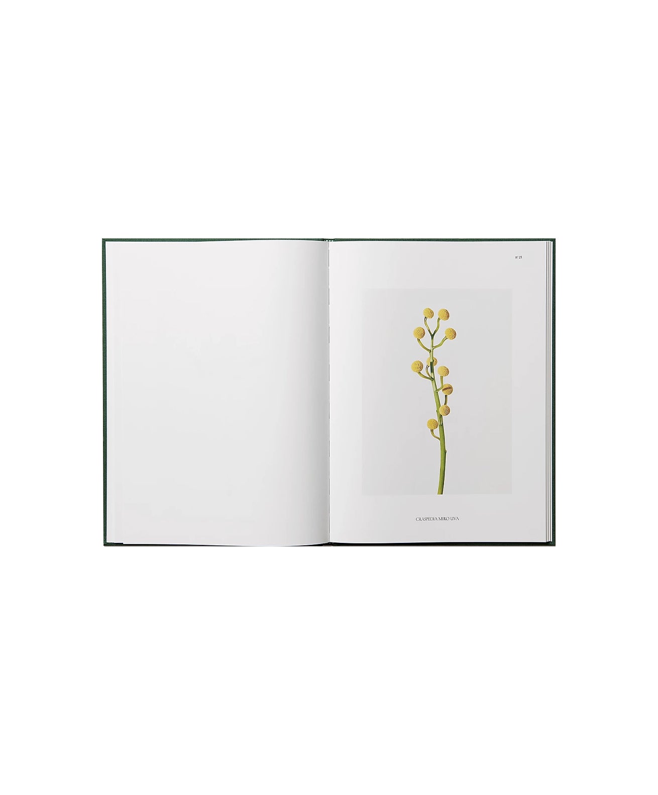 Julie Vallon - Flora Synthetica