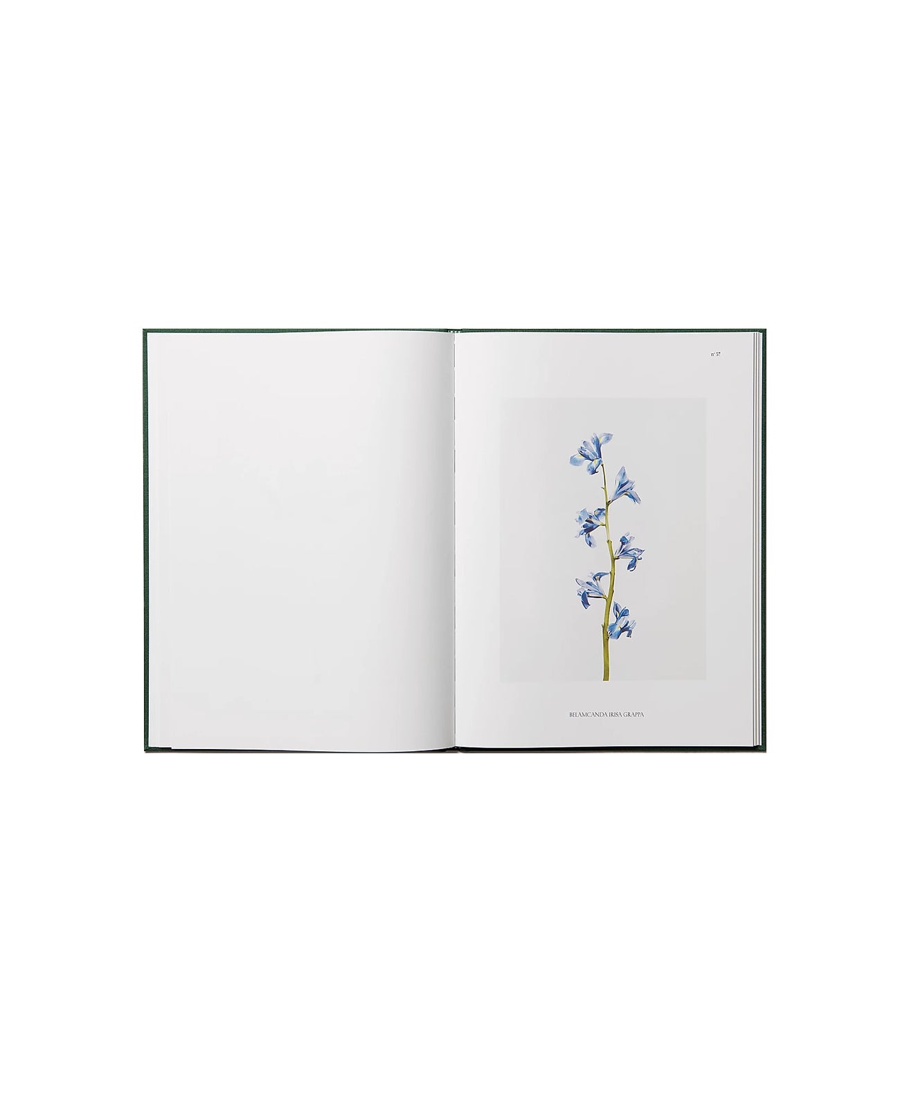 Julie Vallon - Flora Synthetica