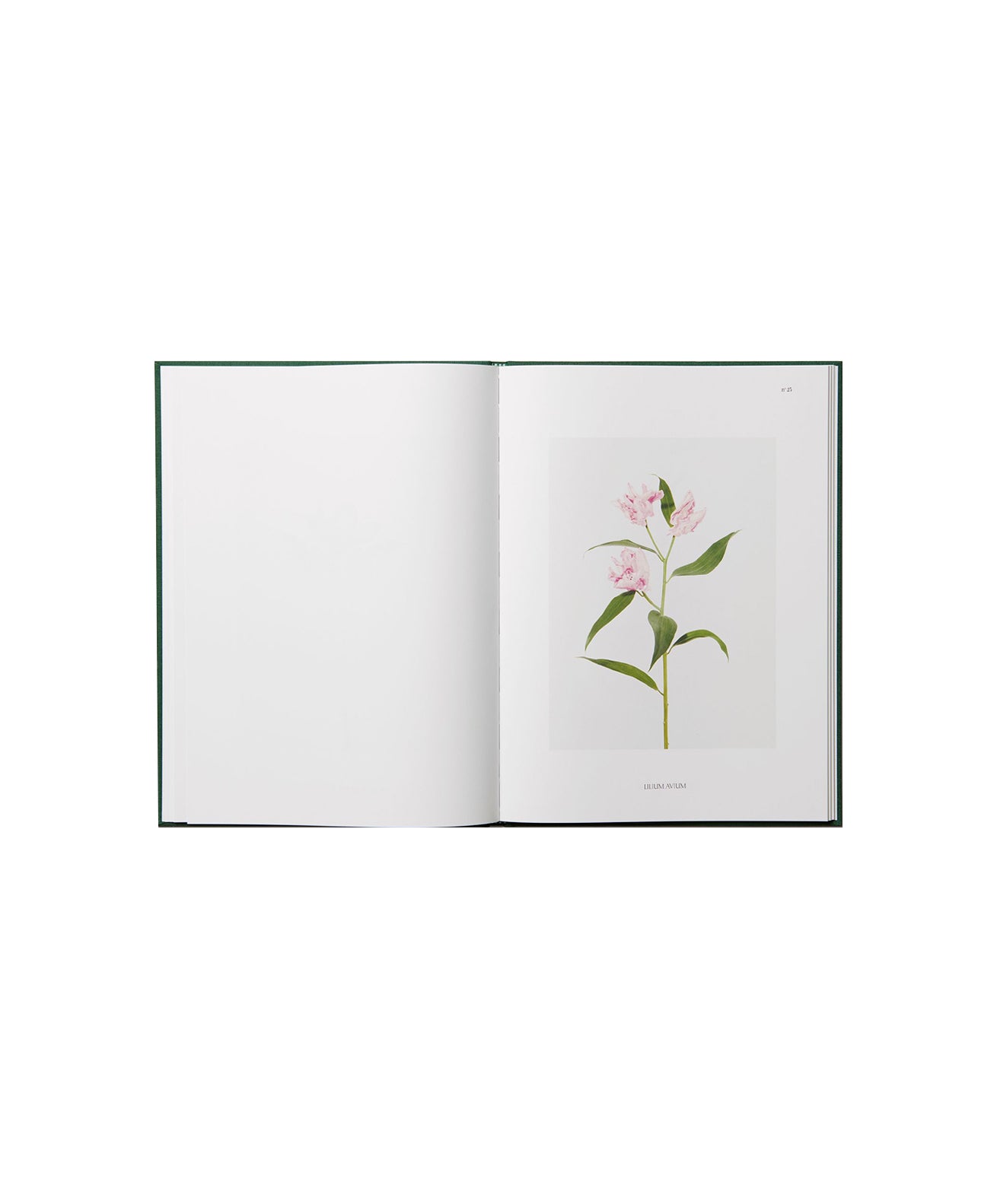 Julie Vallon - Flora Synthetica