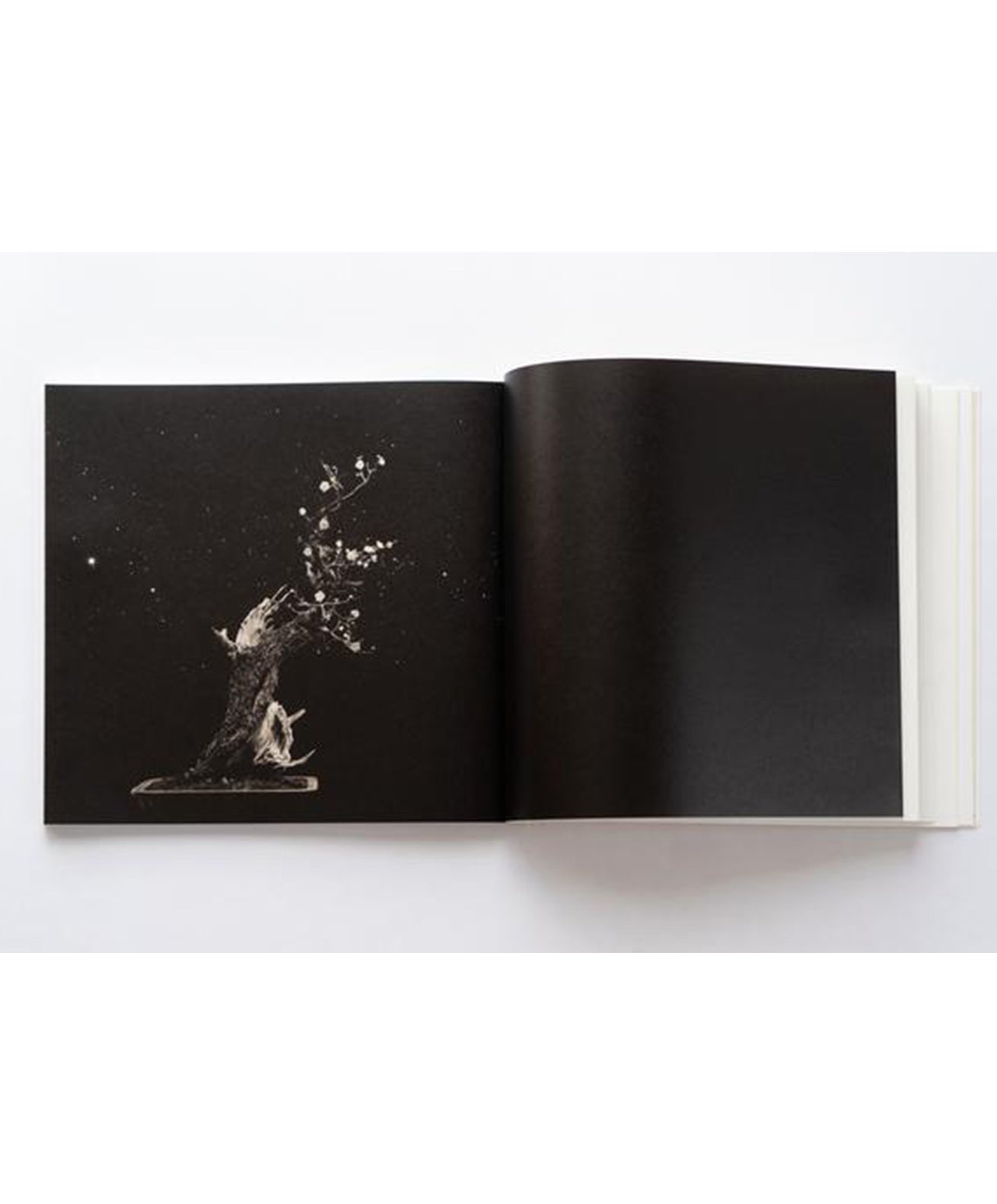 Masao Yamamoto - Bonsai