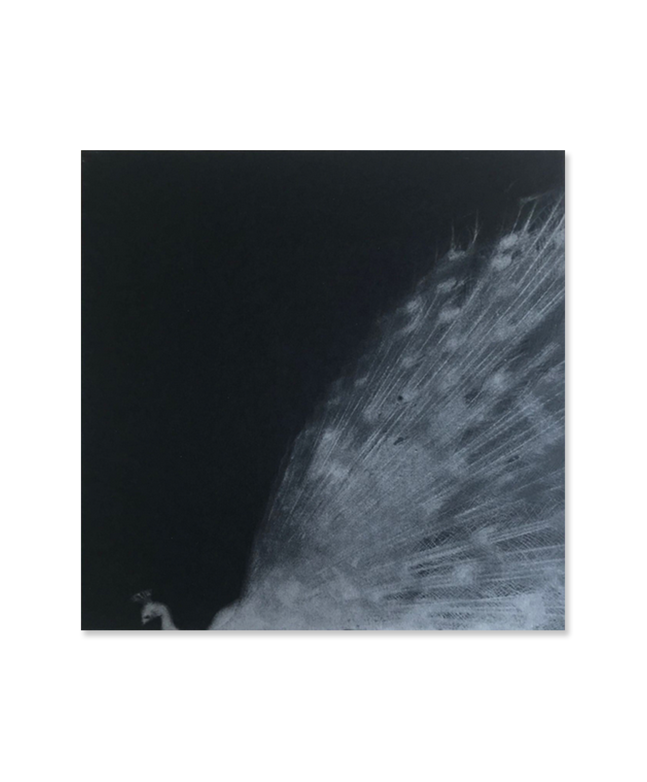 Miho Kajioka - And, do you still hear the peacocks?