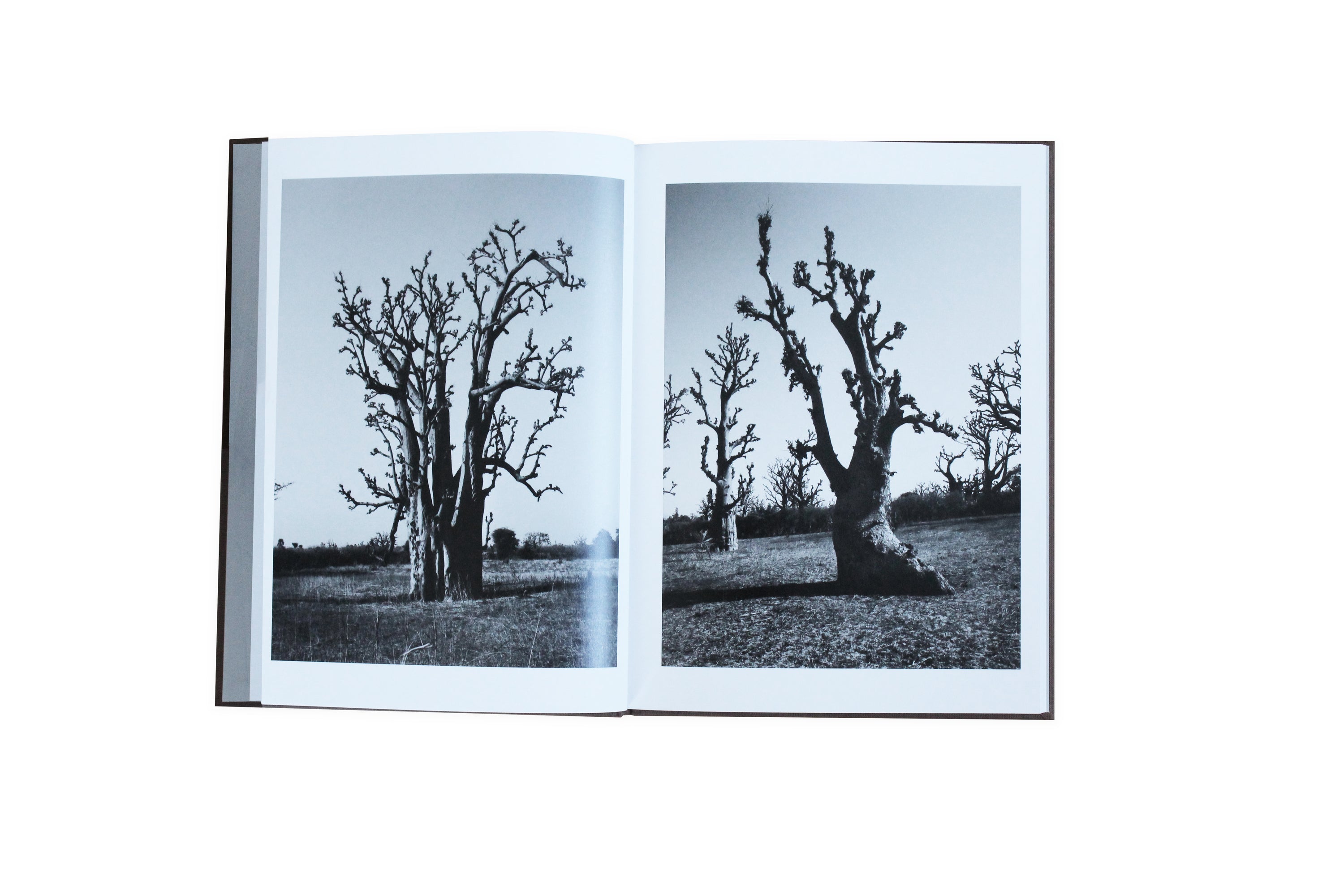 SEIICHI MOTOHASHI - The words of the baobab