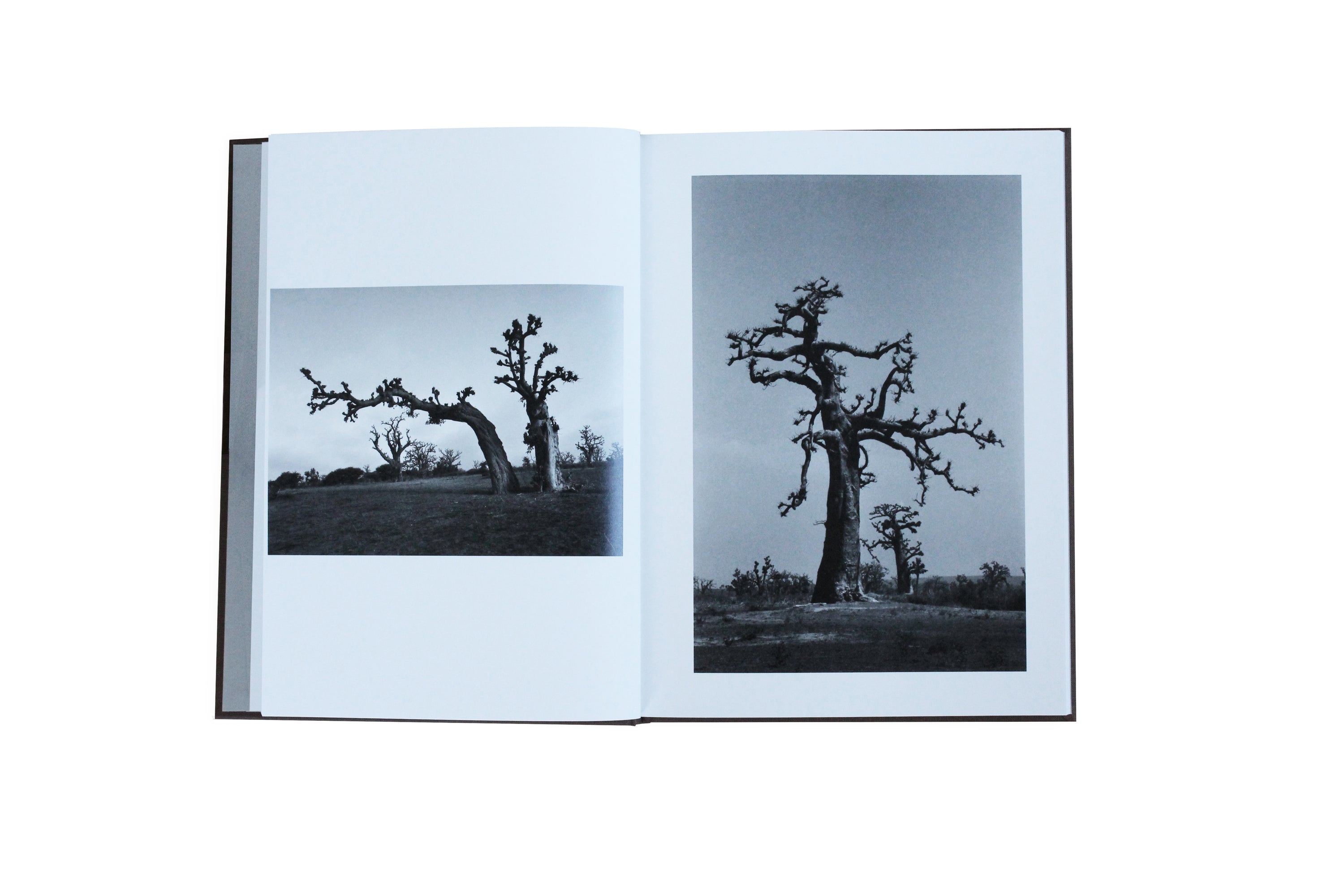 SEIICHI MOTOHASHI - The words of the baobab