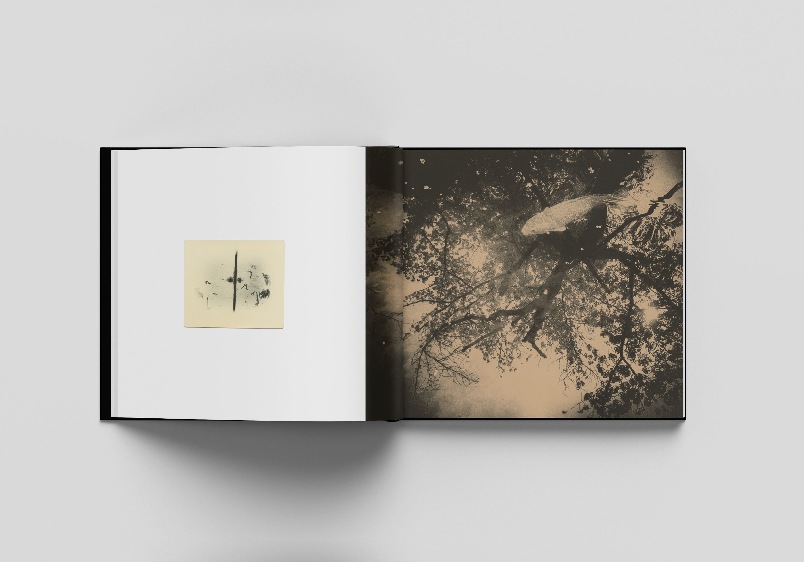 MIHO KAJIOKA - FLOWERS BLOOM, BUTTERFLIES COME