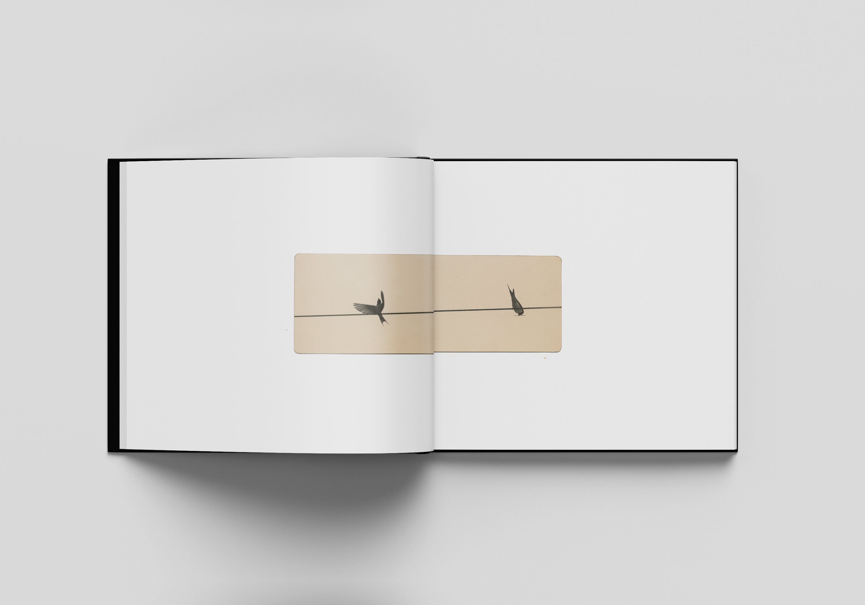 MIHO KAJIOKA - FLOWERS BLOOM, BUTTERFLIES COME