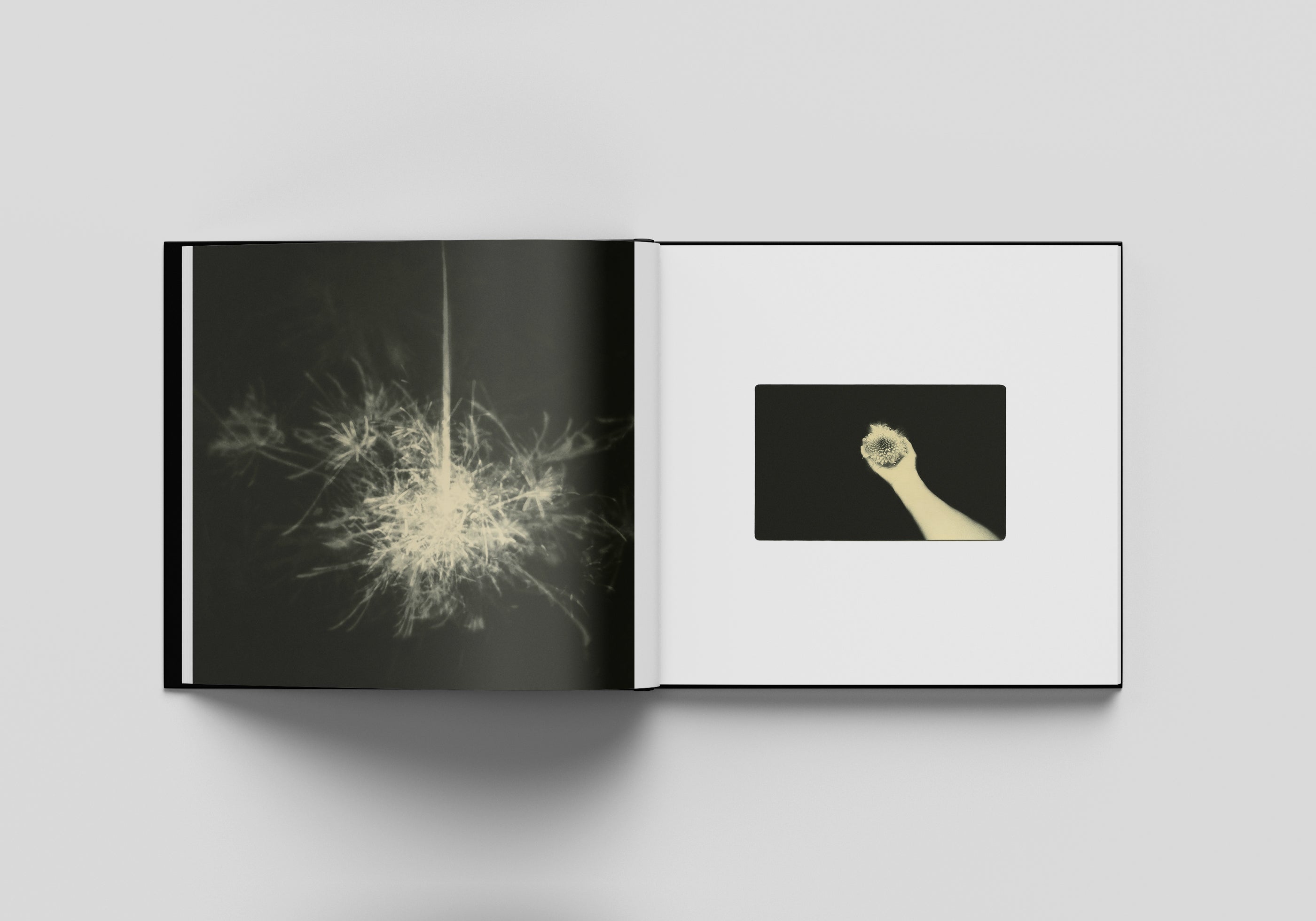 MIHO KAJIOKA - FLOWERS BLOOM, BUTTERFLIES COME