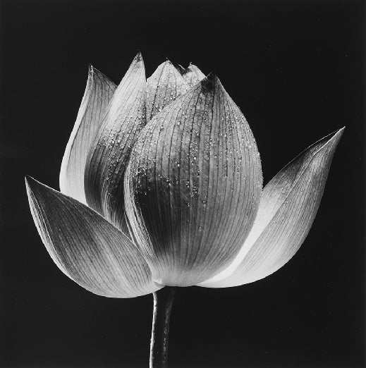 YASUHIRO ISHIMOTO COLLECTION