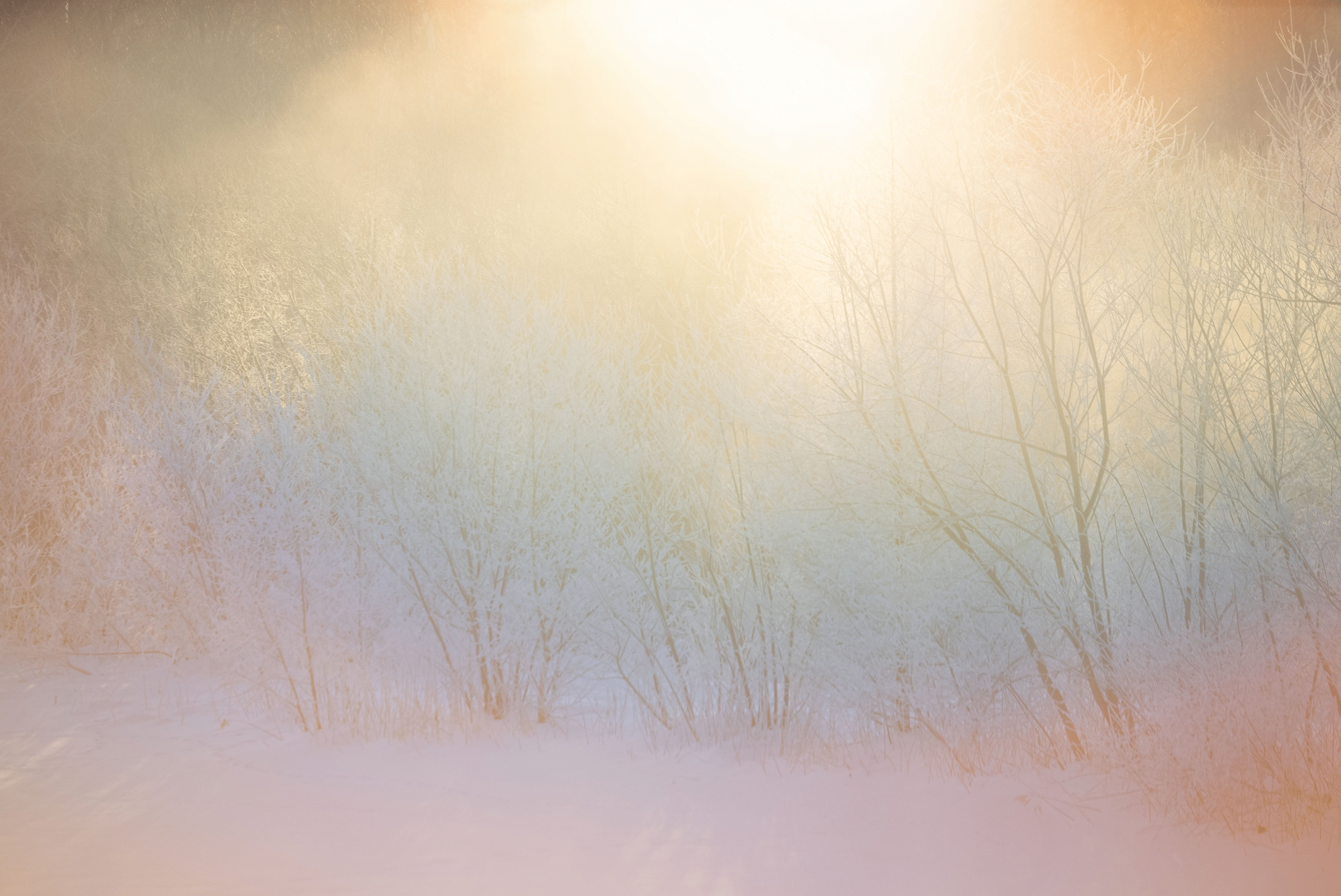 Rinko Kawauchi Collection