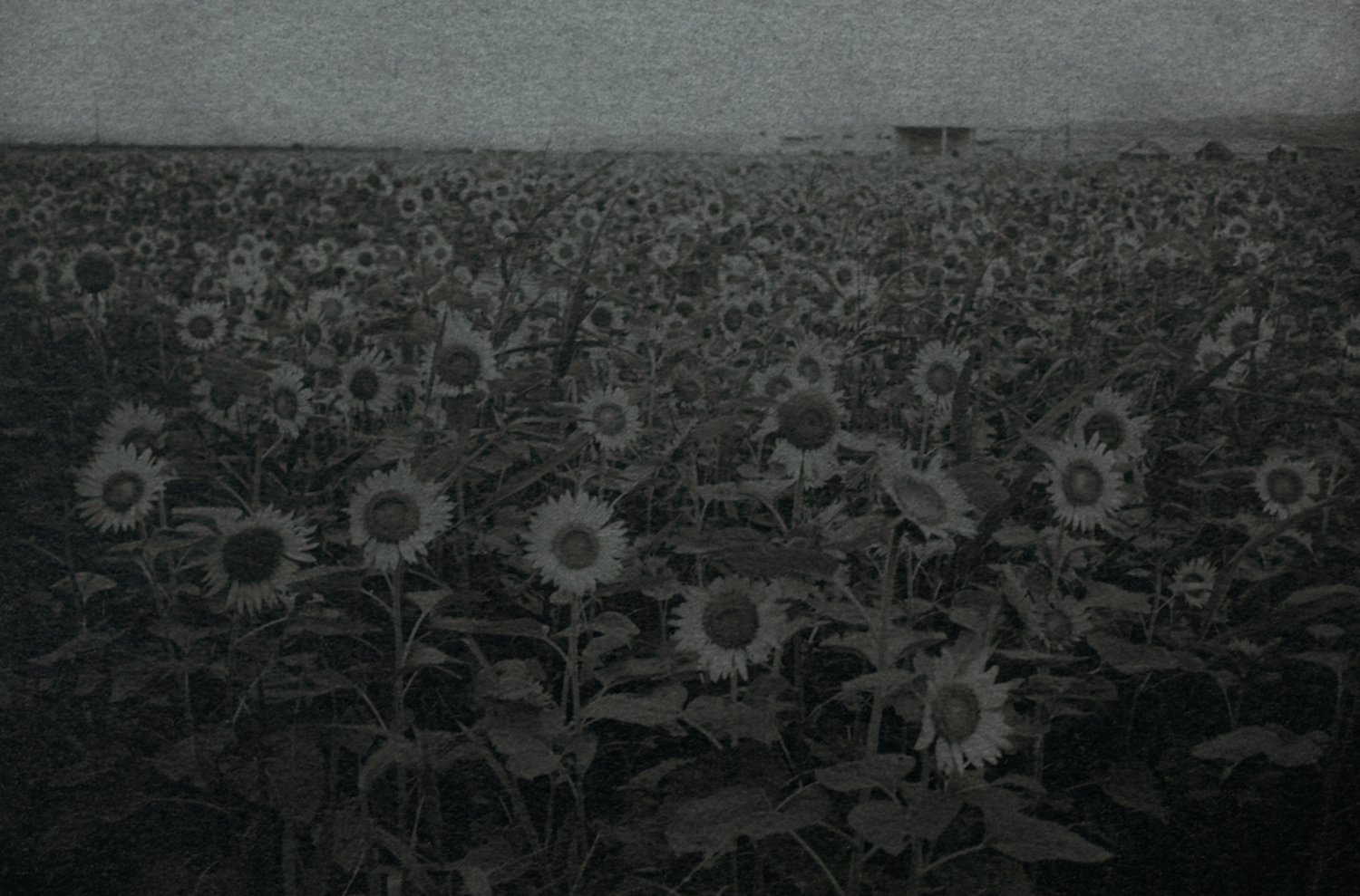 Sunflower (Isahaya, Nagasaki-ken)