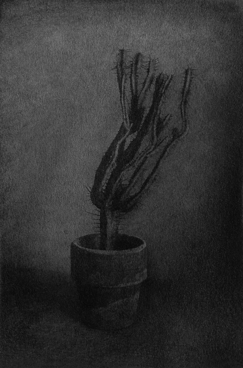 サボテン Cactus
