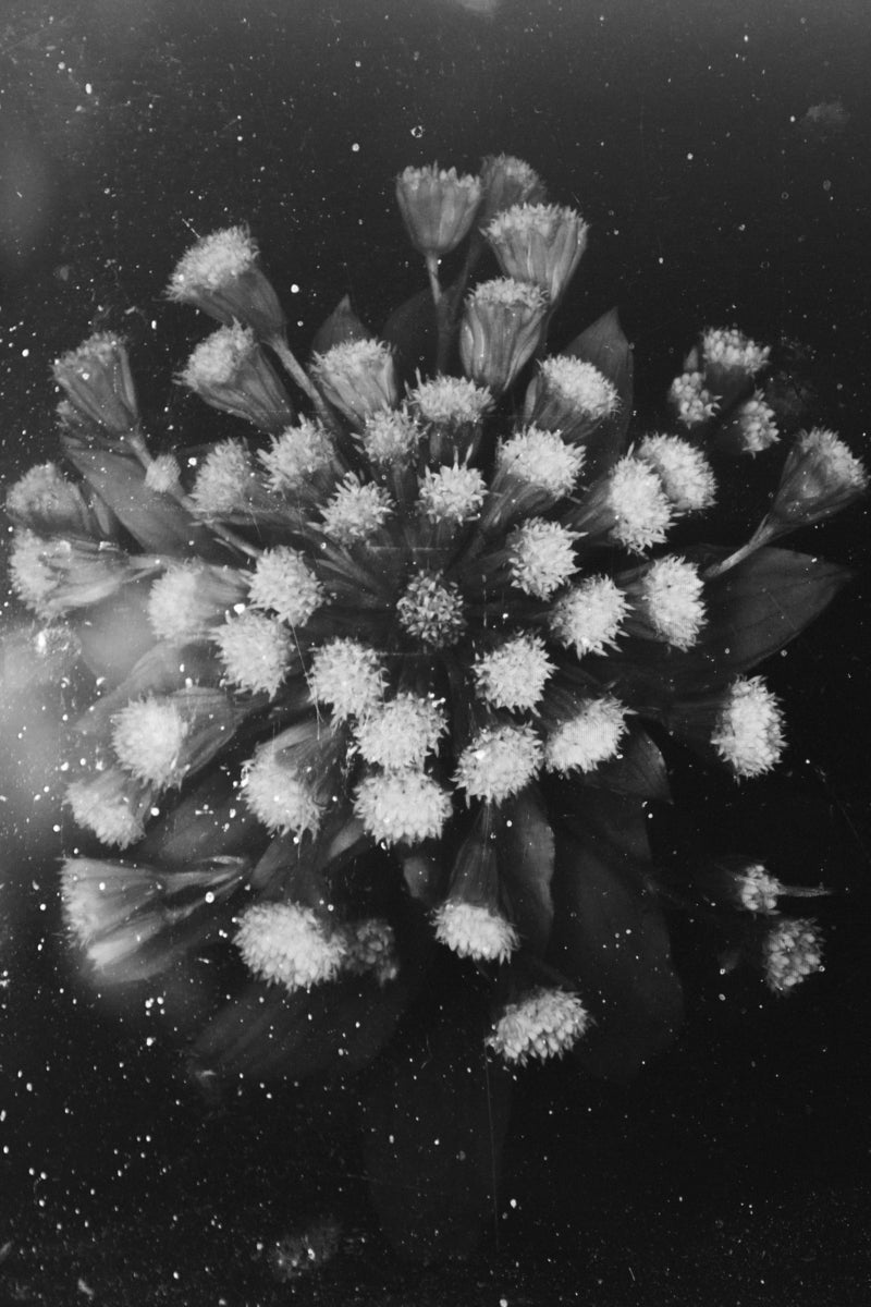 Untitled, from WORRY FOR THE FRUIT THE BIRDS WON’T EAT series