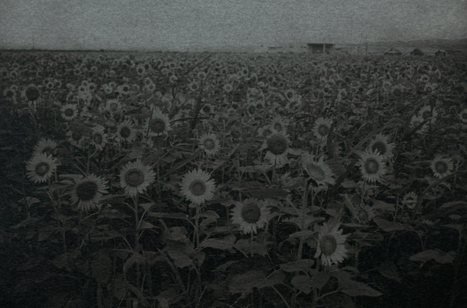 Sunflower field