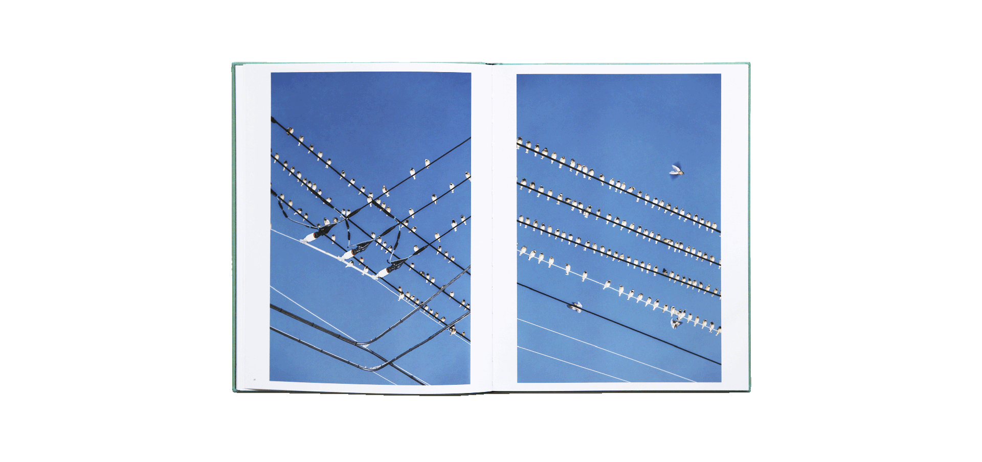 Yoshinori Mizutani - Des oiseaux (édition spéciale)
