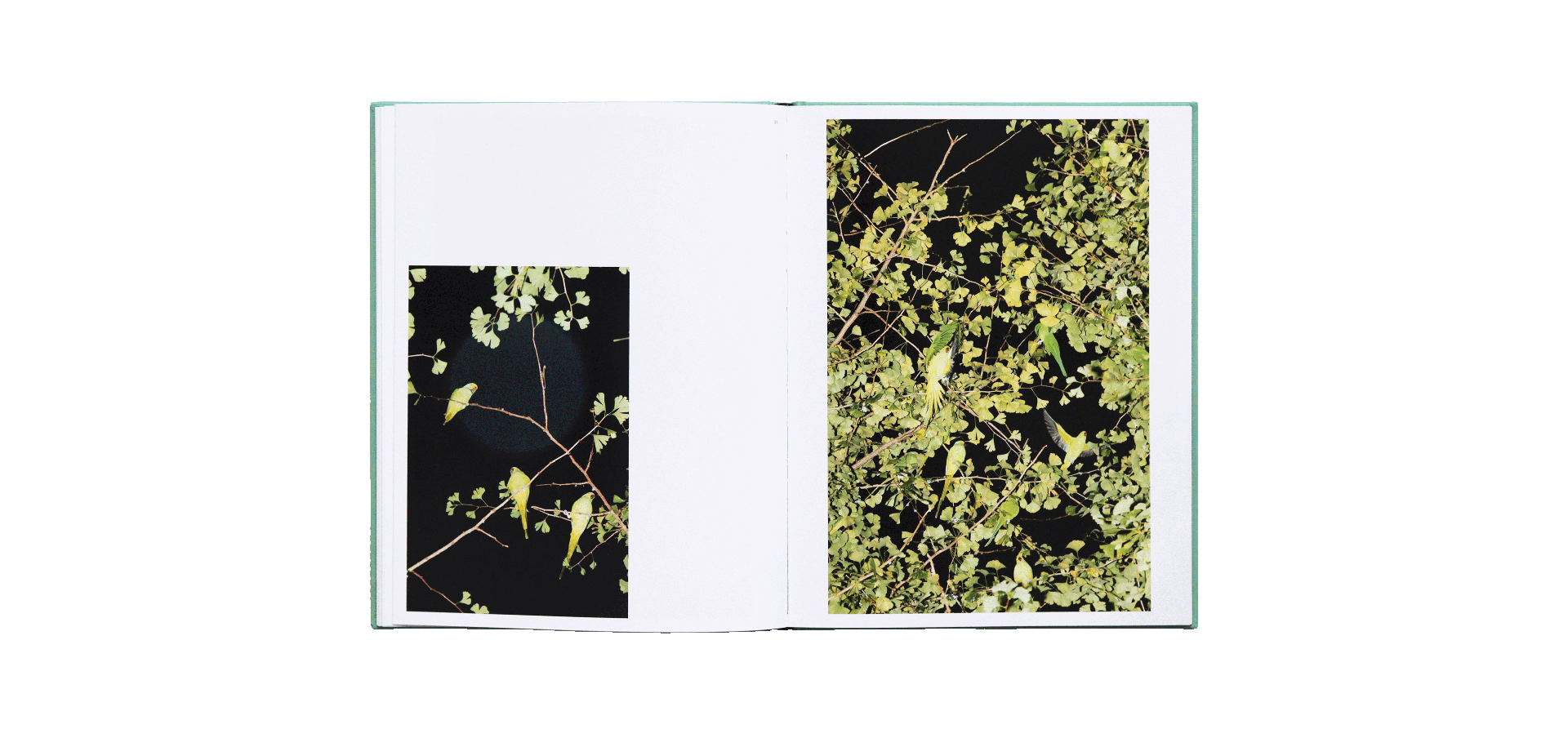 Yoshinori Mizutani - Des oiseaux (édition spéciale)