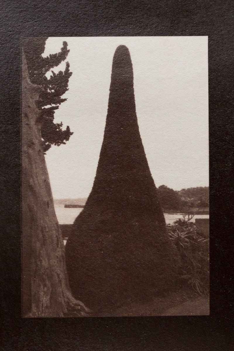 三角の樹 triangular tree