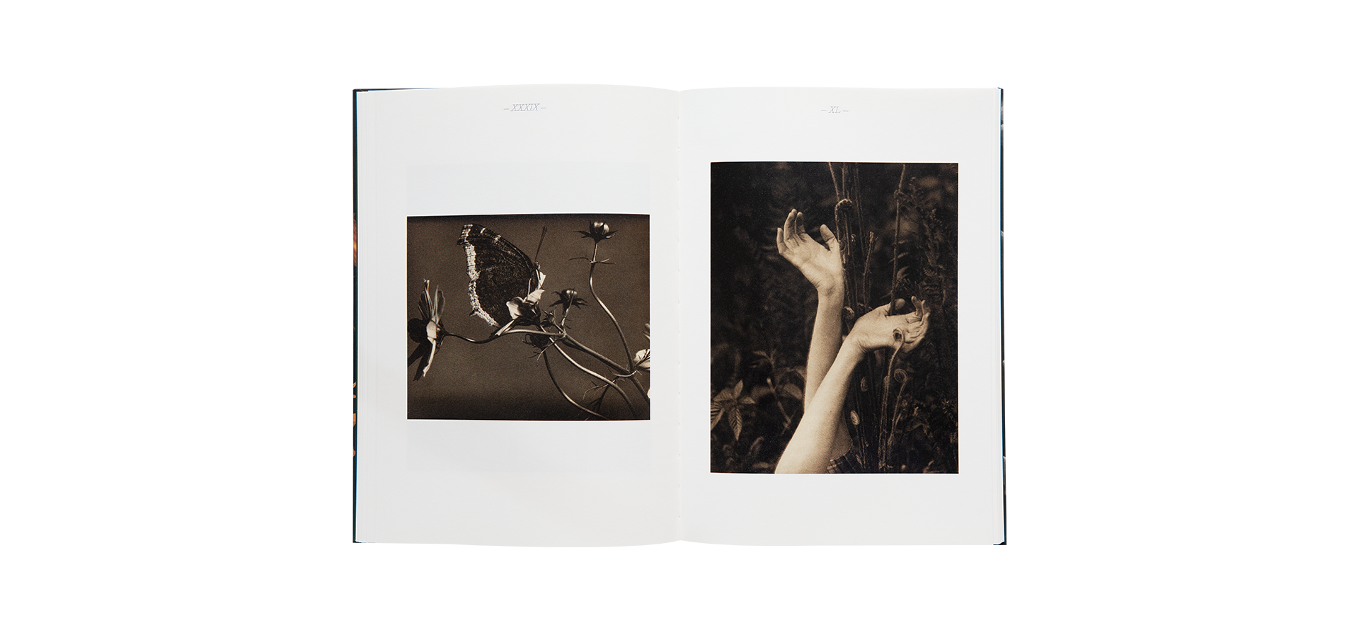 Edward Steichen - La nature en scène