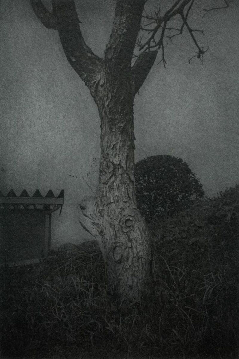 Animal trees