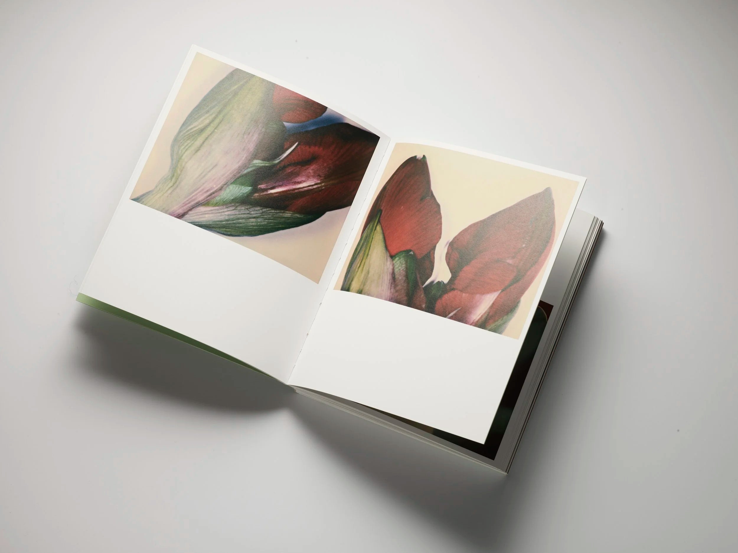 Inès Dieleman - Polaroids