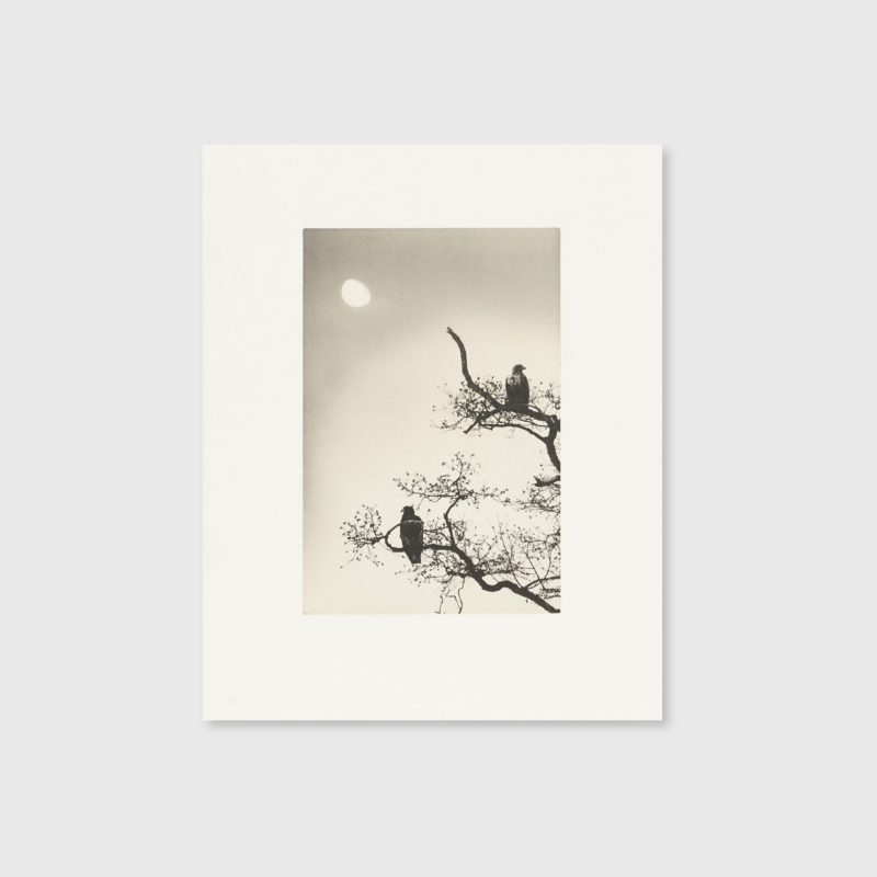 Masao Yamamoto - Birds 2
