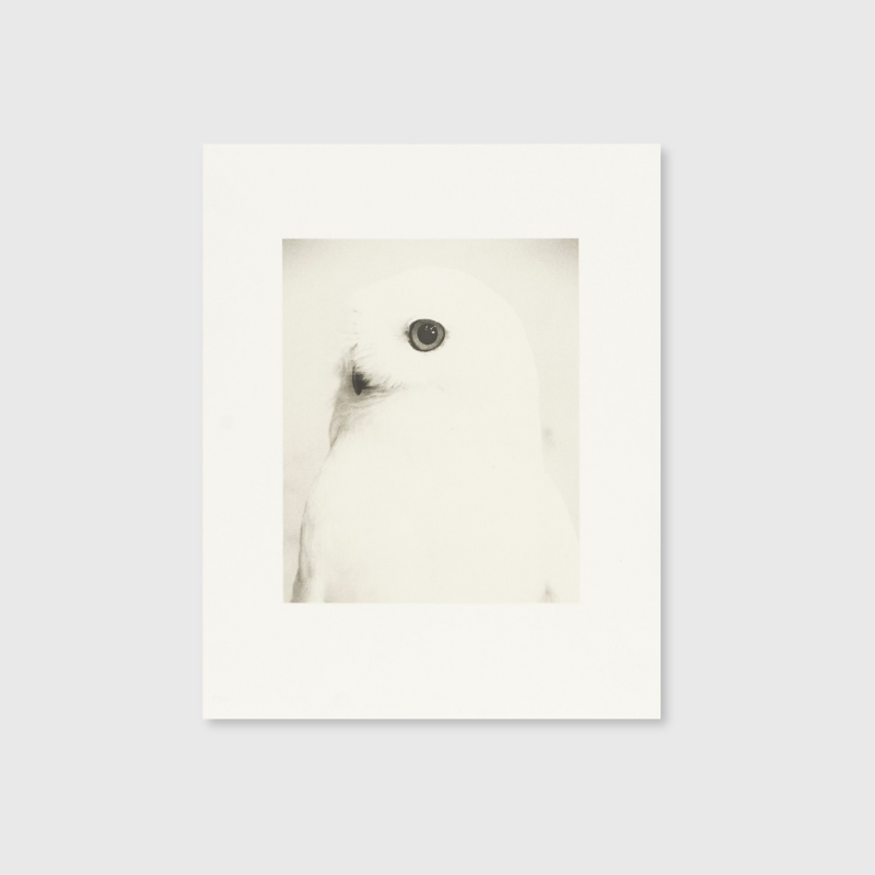 Masao Yamamoto - Birds 2