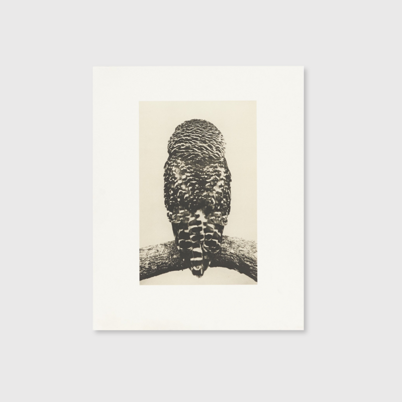 Masao Yamamoto - Birds 2