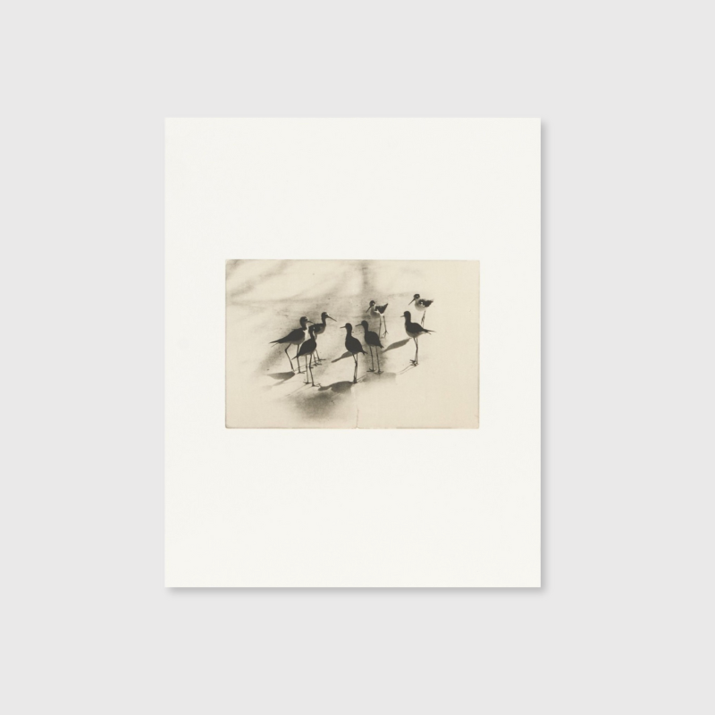 Masao Yamamoto - Birds 2
