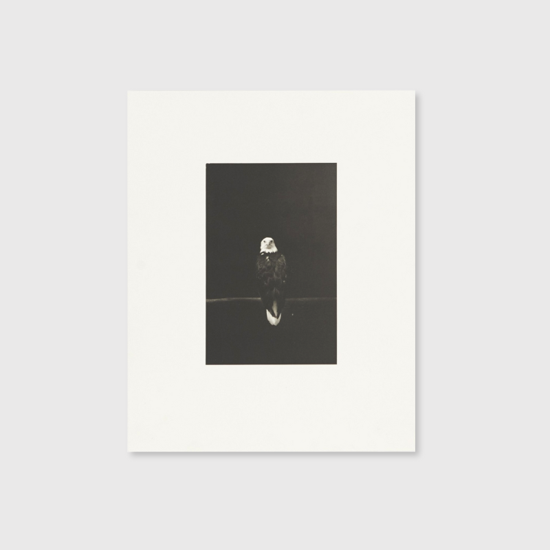 Masao Yamamoto - Birds 2