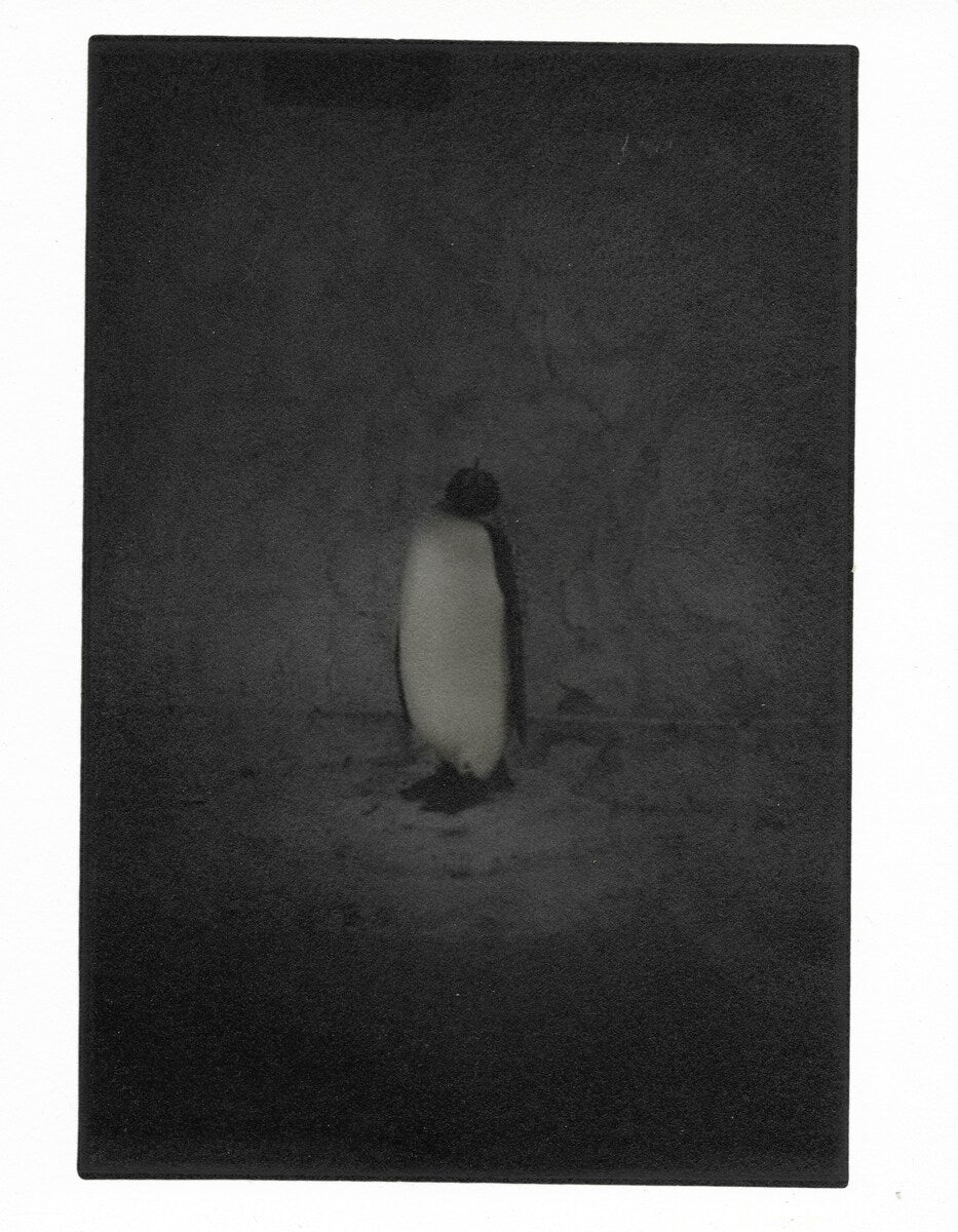 A penguin