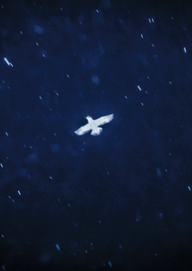 PAUL CUPIDO - URSA MAJOR (SIGNED)