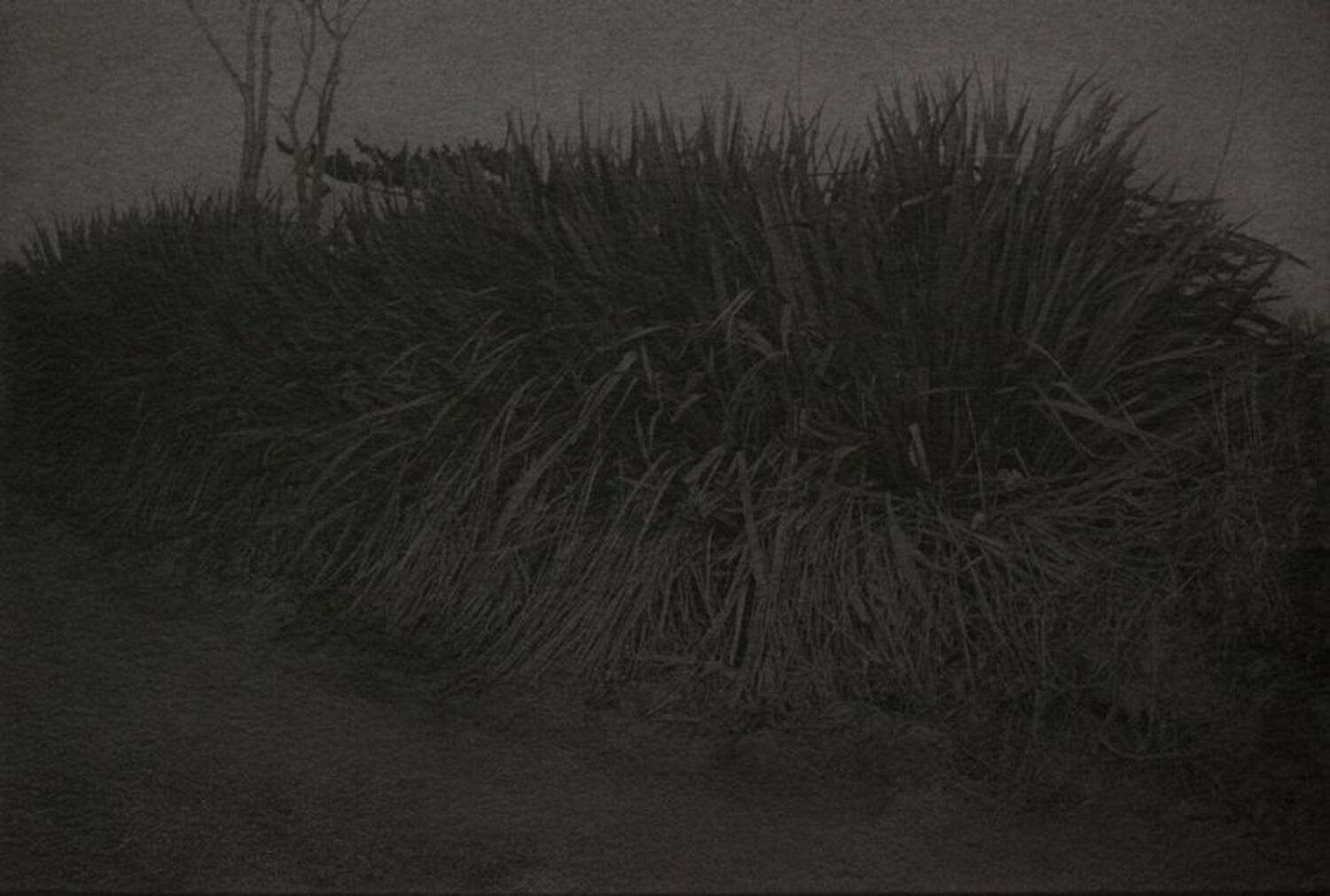 Grasses