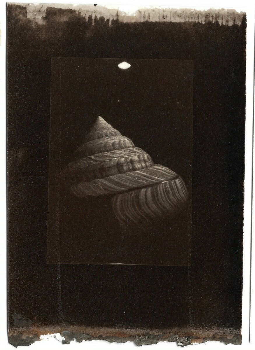 オキナエビスガイ Okinaebisugai(Beyrich's slit shell (species of sea snail, Pleurotomaria beyrichii))