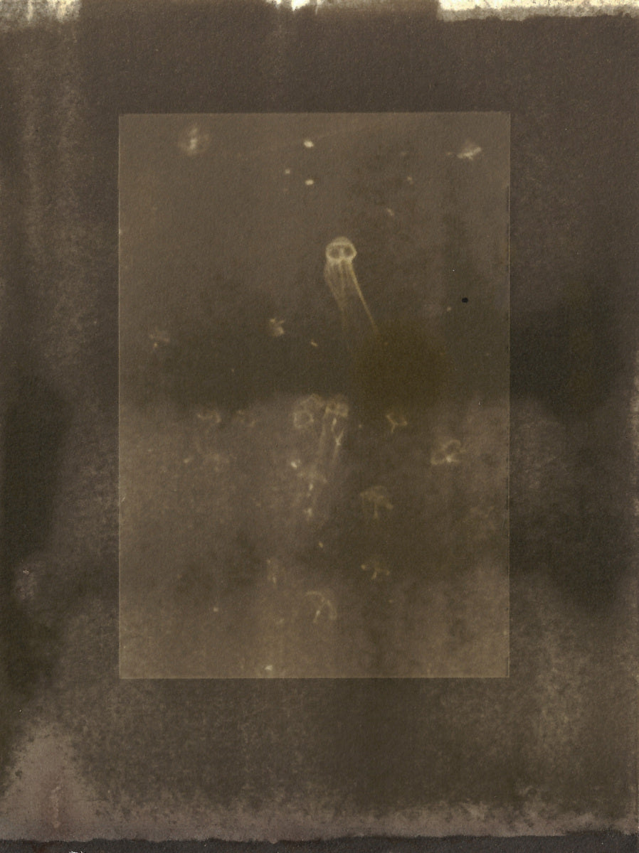 Untitled (Jellyfish, Tsuruoka, Yamagata)