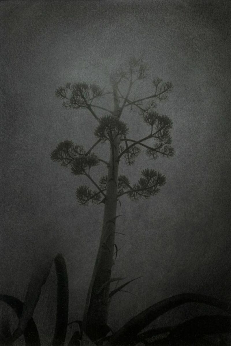 Agave