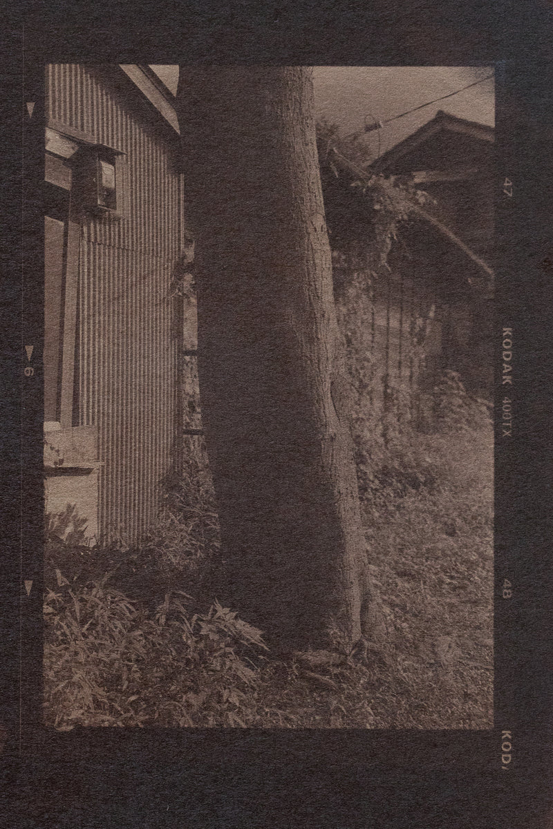 樹 tree