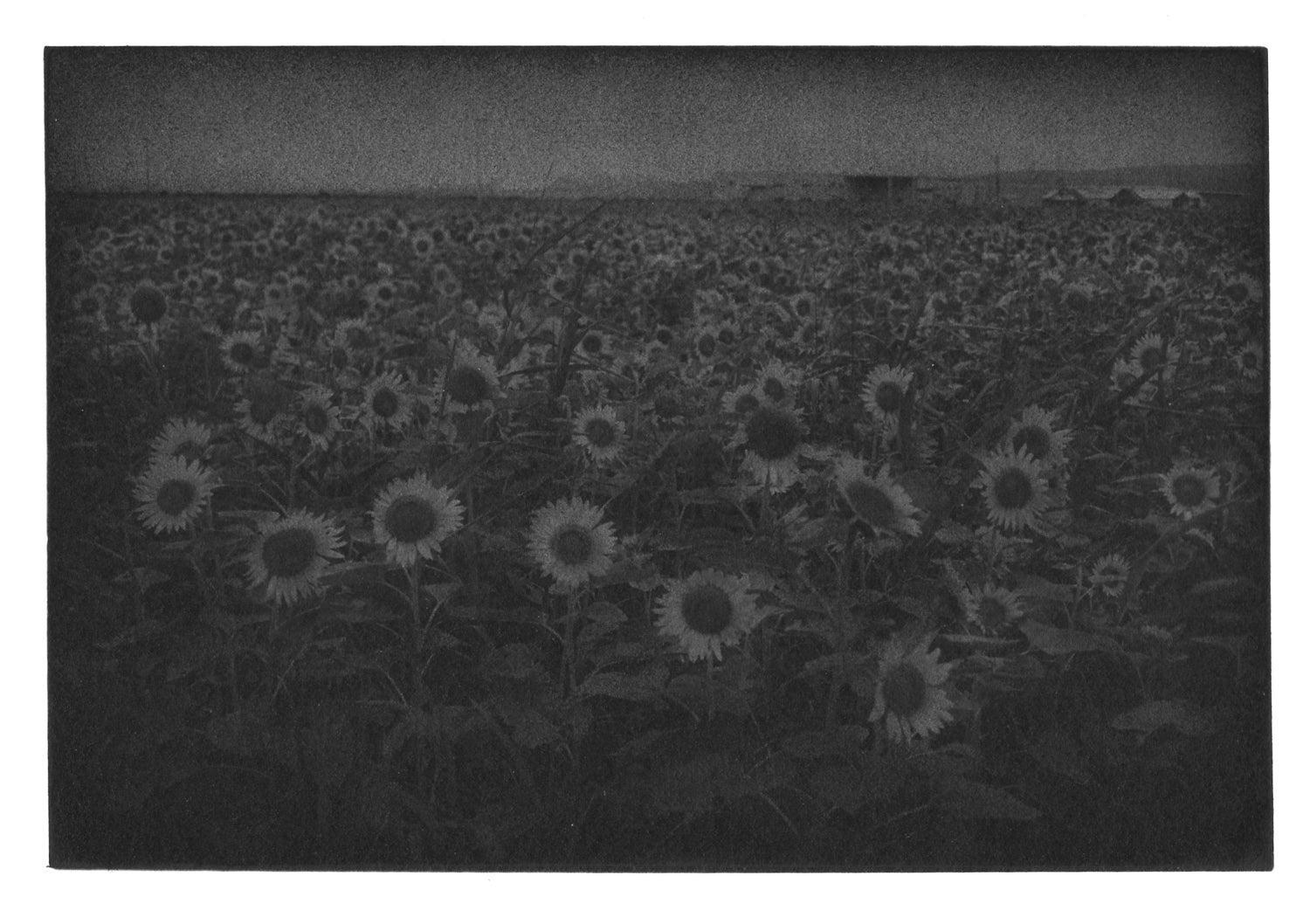 ひまわり畑 Sunflower field, Ishahaya, Nagasaki