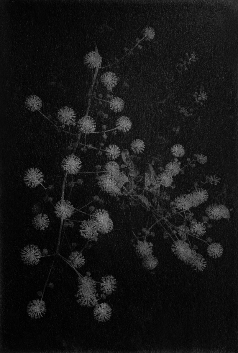 植物 花 Plant Flower