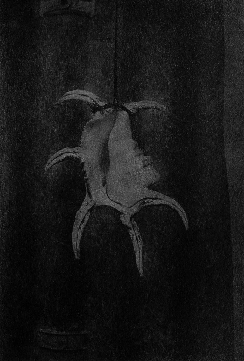 水字貝 (スイジガイ) Spider Conch