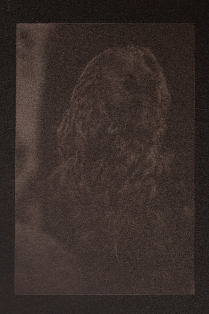 フクロウ owl