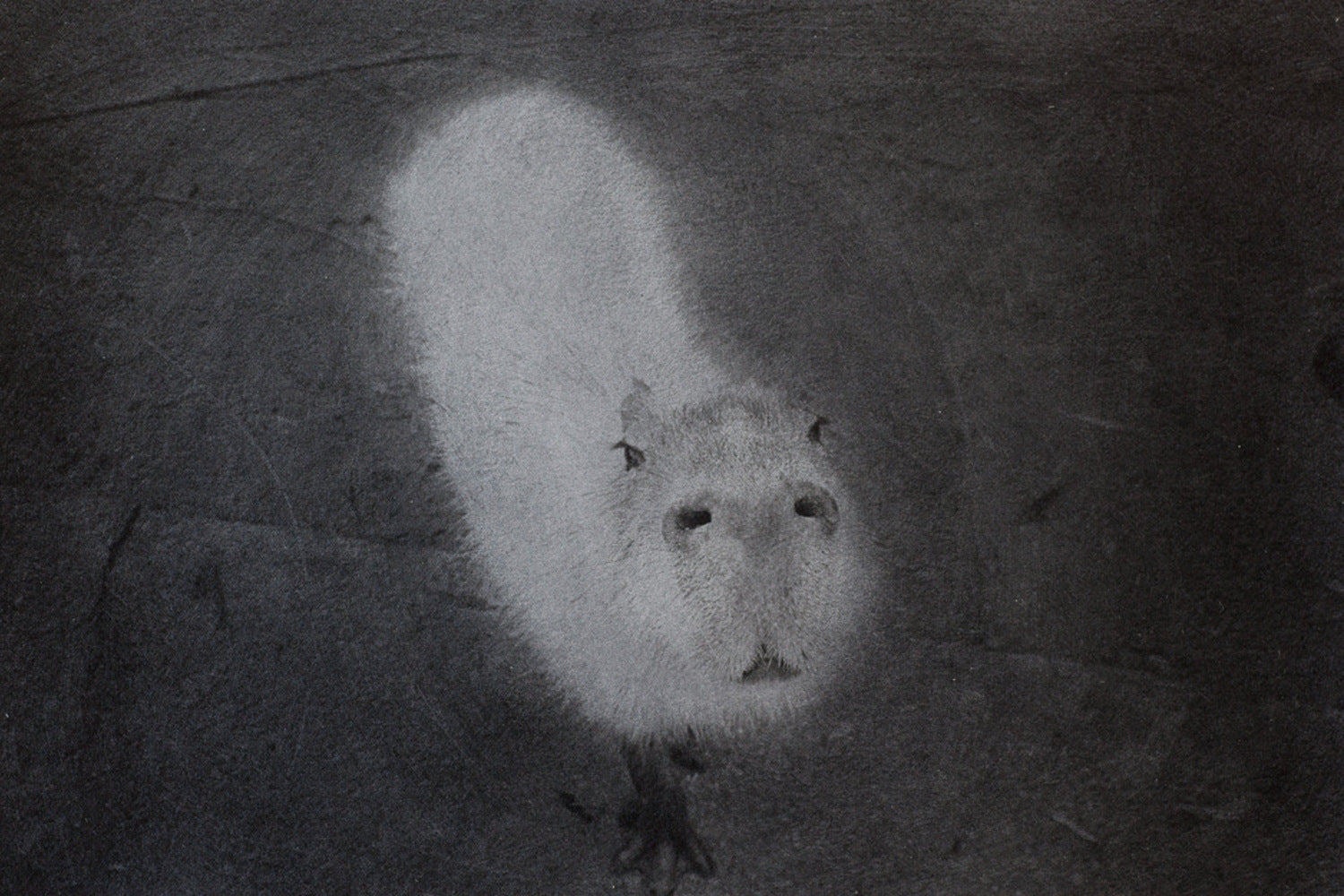Capybara, Chiba