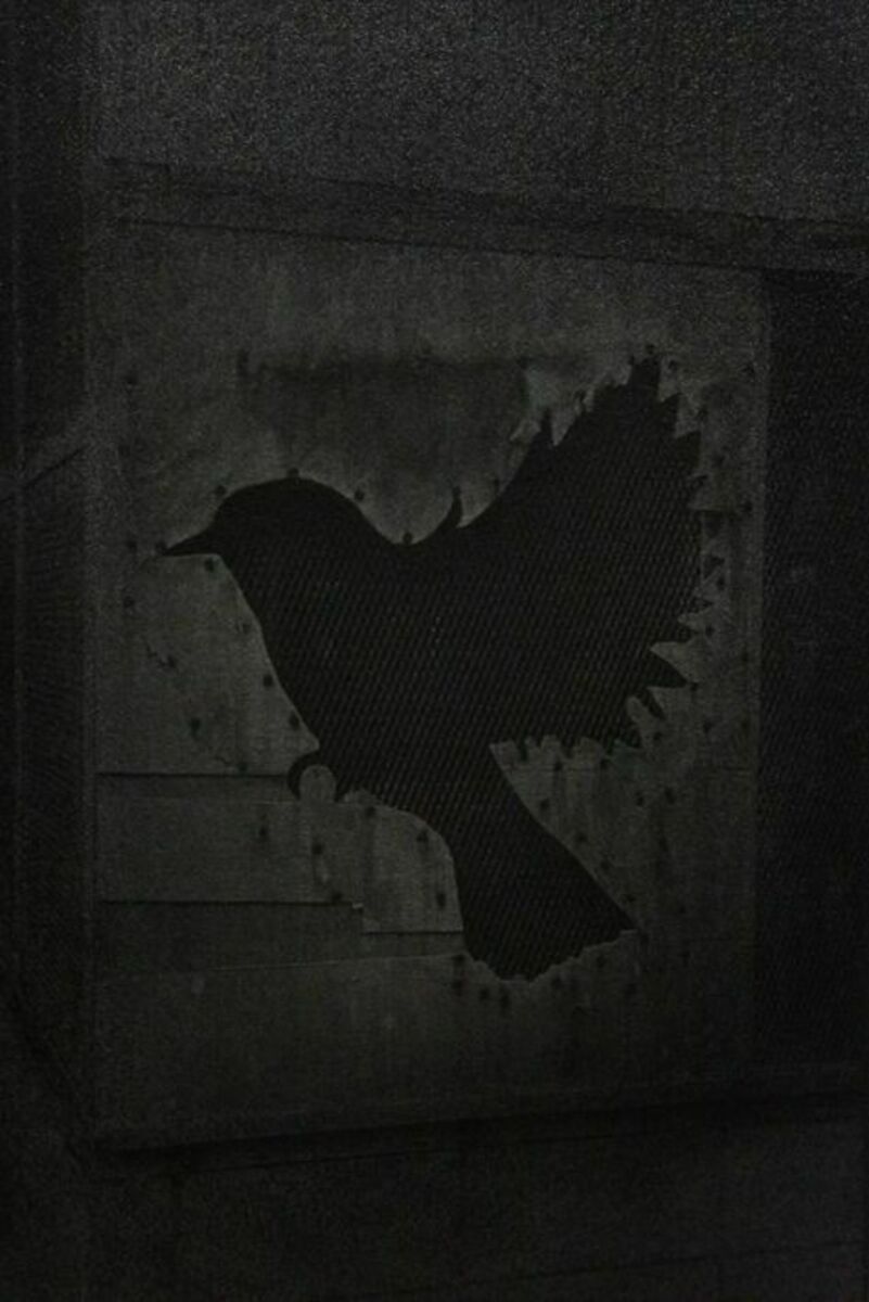 Fly, bird