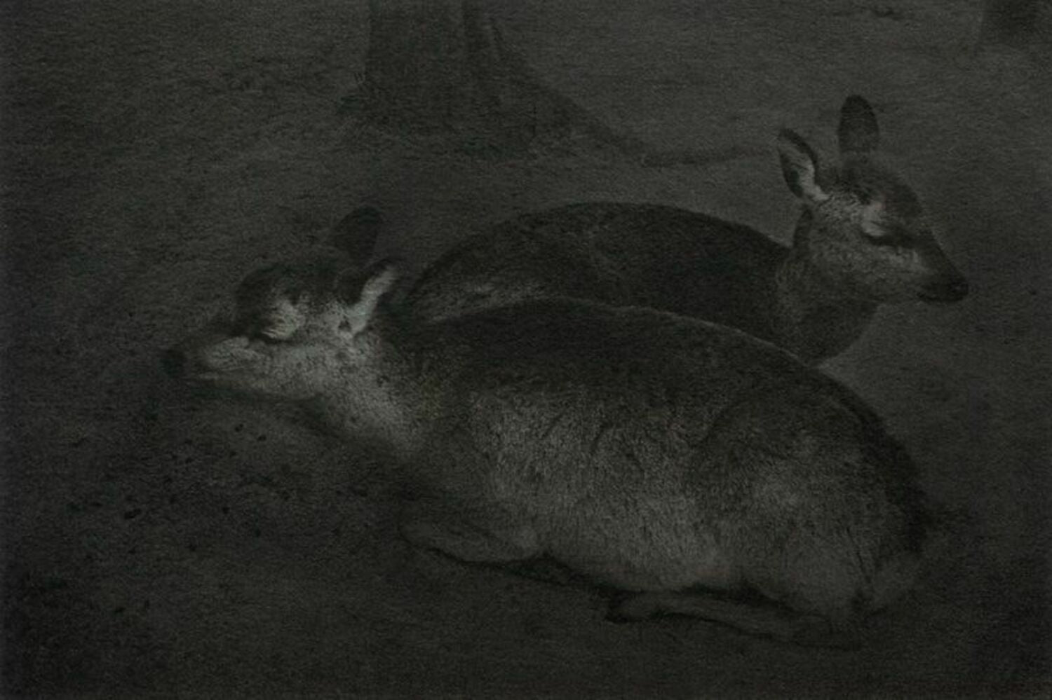 Sleeping deer