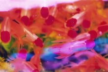 Charger l&#39;image dans la galerie, Mika Ninagawa - Mika Ninagawa