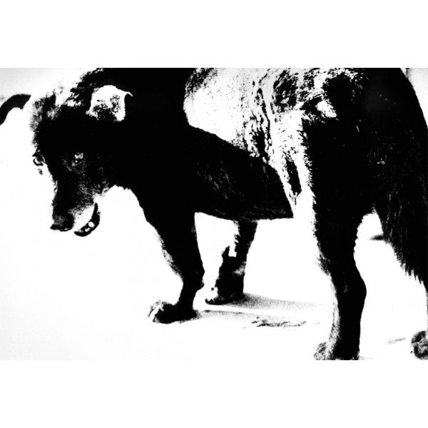 Daido Moriyama - Retrospective since 1965 – écho 119