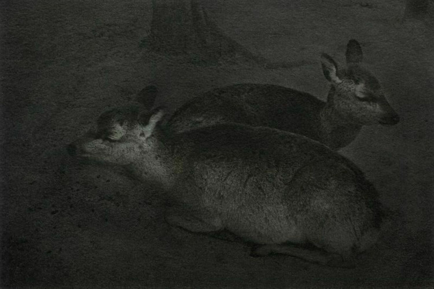 Sleeping deer
