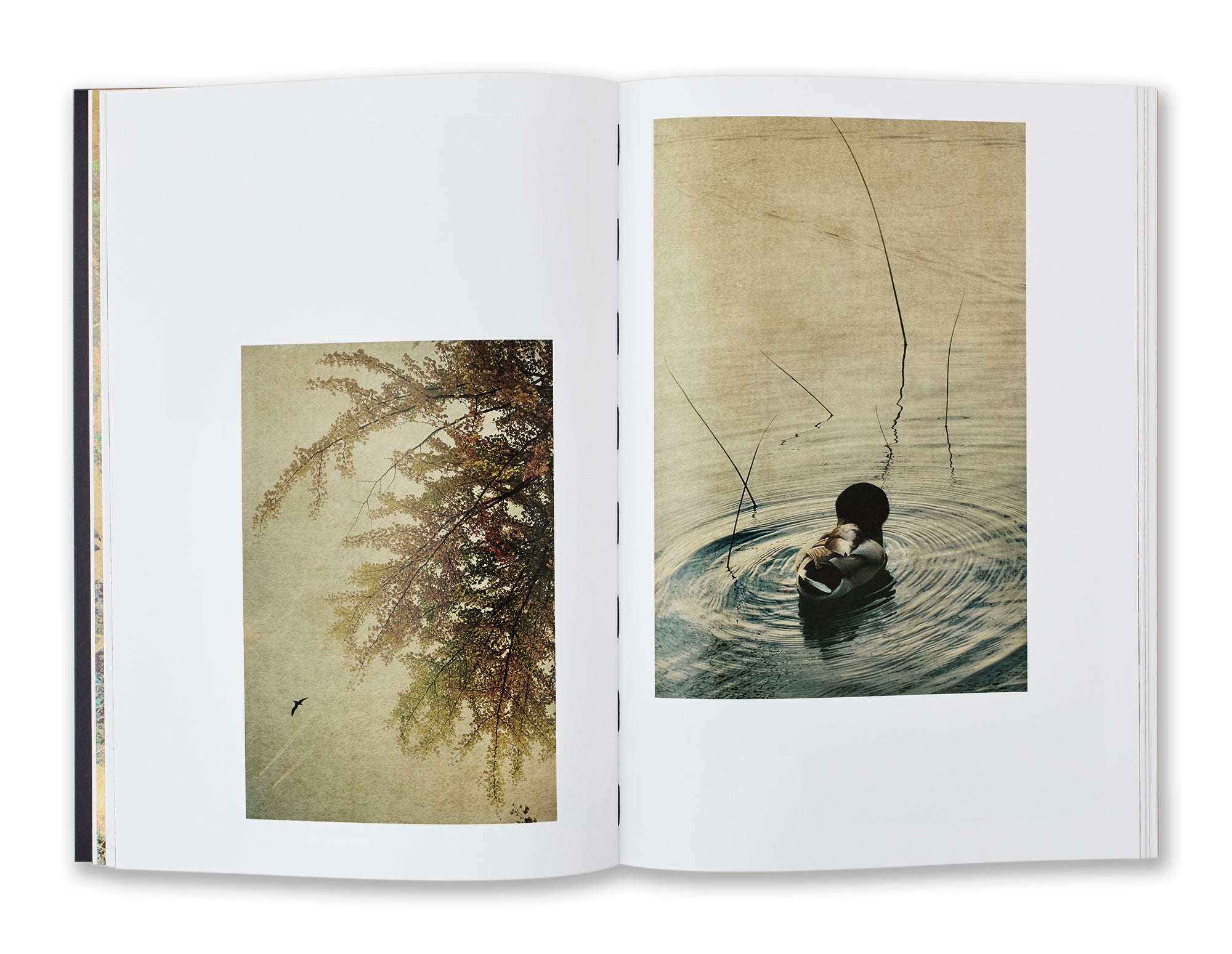 Albarran Cabrera - Fenêtre sur l'insolite